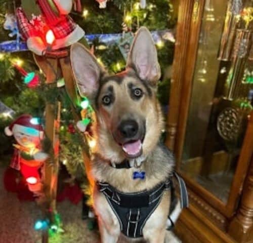 A German Shepherd dog wearing a black harness sits in front of a decorated Christmas tree with colorful lights and ornaments.